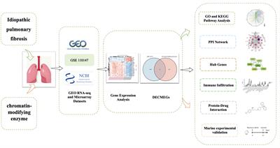 Integrative bioinformatics and validation studies reveal KDM6B and its associated molecules as crucial modulators in Idiopathic Pulmonary Fibrosis